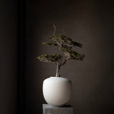 Sunao Vase, Medio - Birch