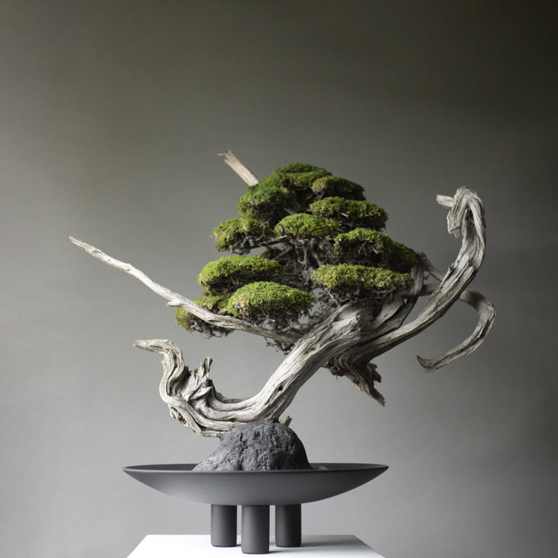 101 Copenhagen Duck Plate with Bonsai styled by Labotanica