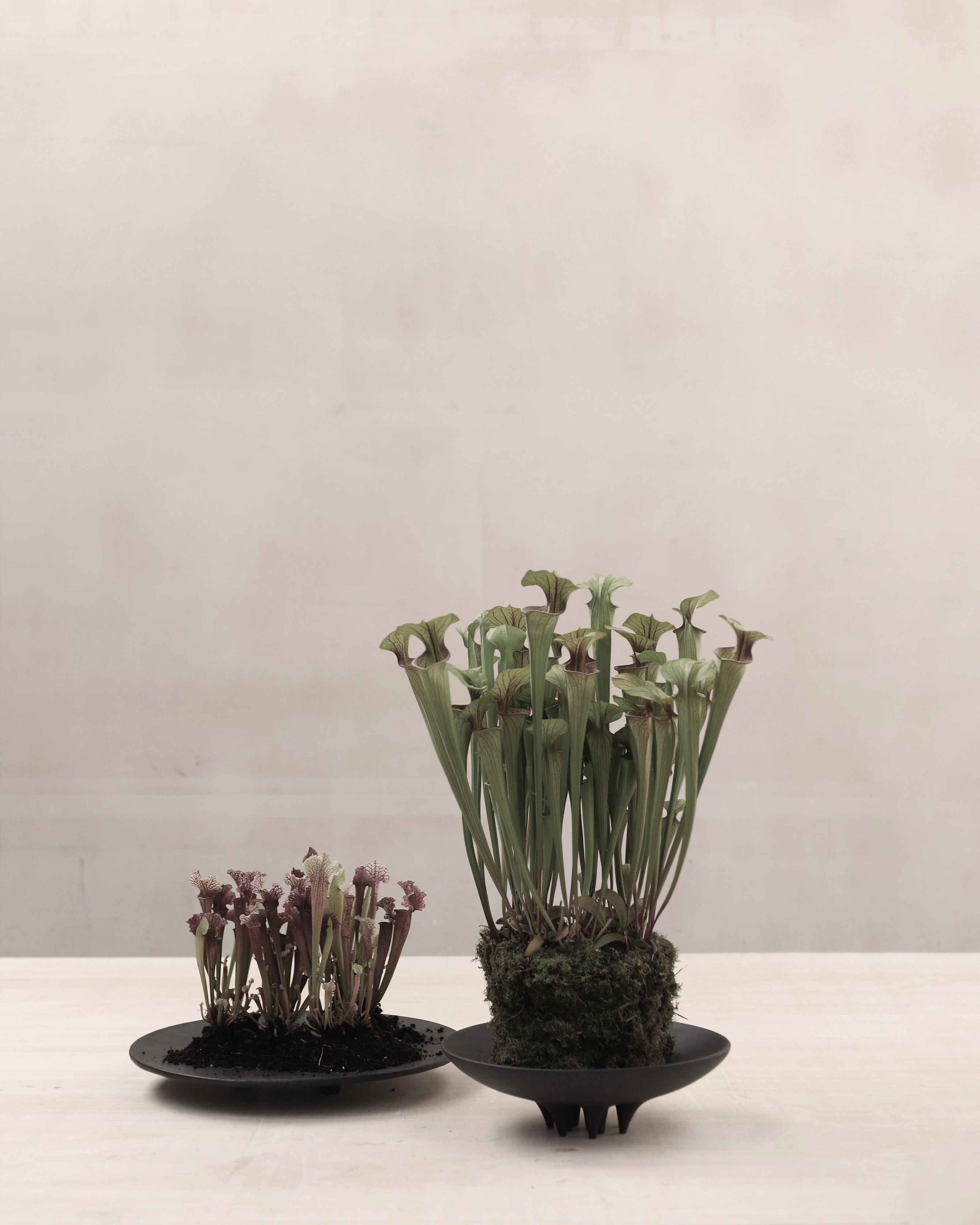 101 Copenhagen - Duck Tray, Small - Coffee - Tray