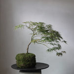 101 Copenhagen - Duck Tray, Big - Coffee - Tray