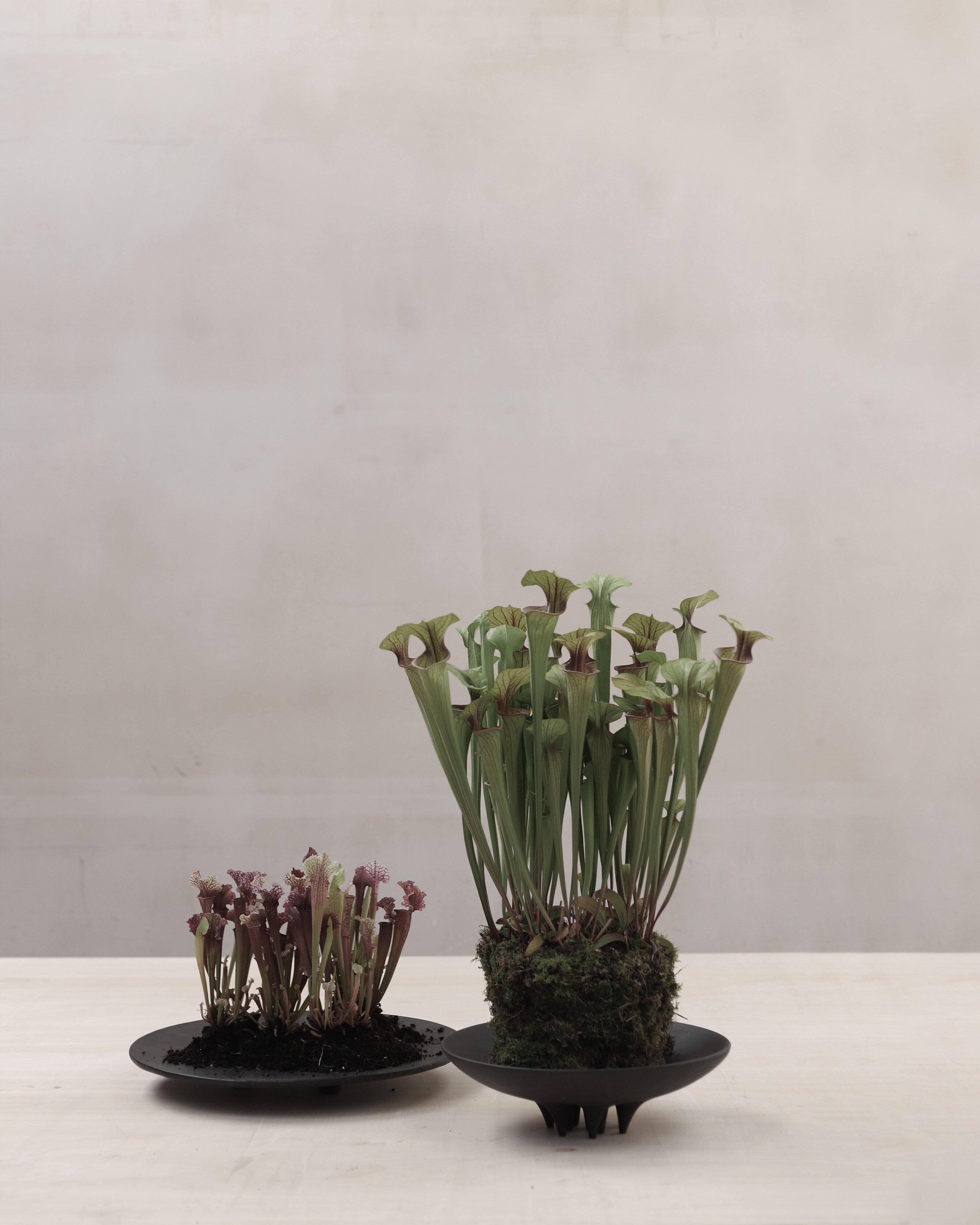 101 Copenhagen - Duck Tray, Big - Coffee - Tray