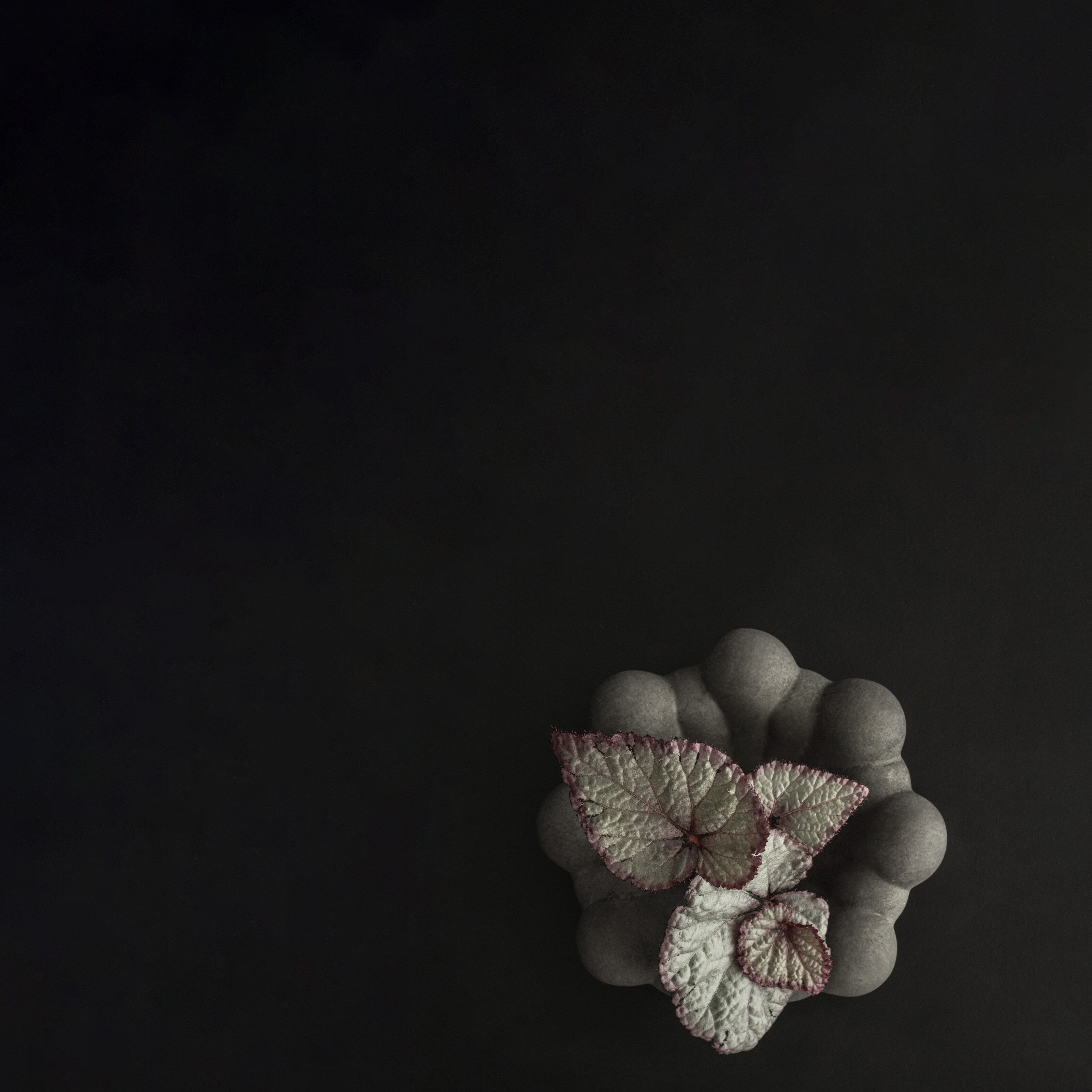 101 Copenhagen - Bloom Tray, Mini - Dark Grey - Tray