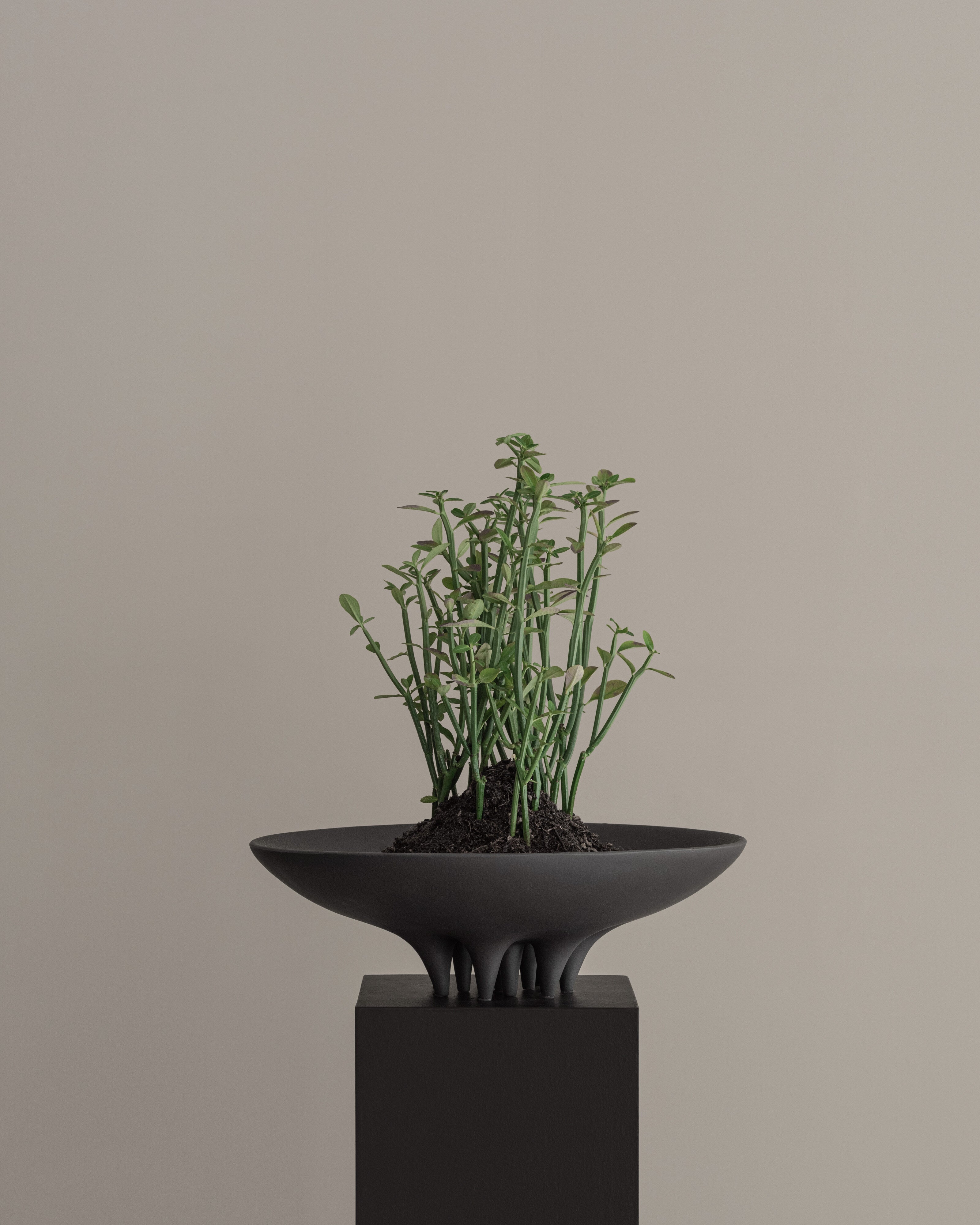 101 Copenhagen - Medusa Tray, Big - Coffee - Tray