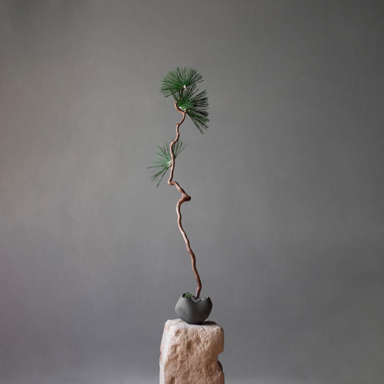 101 Copenhagen Curve vase mini with Bonsai styled by Labotanica